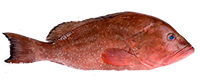 RED GROUPER